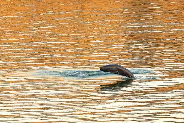 银河证券 长江曾“病入膏肓”到无鱼可捕，禁渔五年，如今怎么样了？